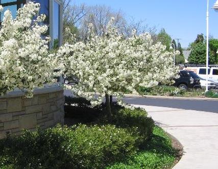 Sargent Tina Flowering Crabapple sproutfree™