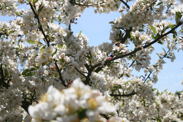 Sargent Tina Flowering Crabapple sproutfree™