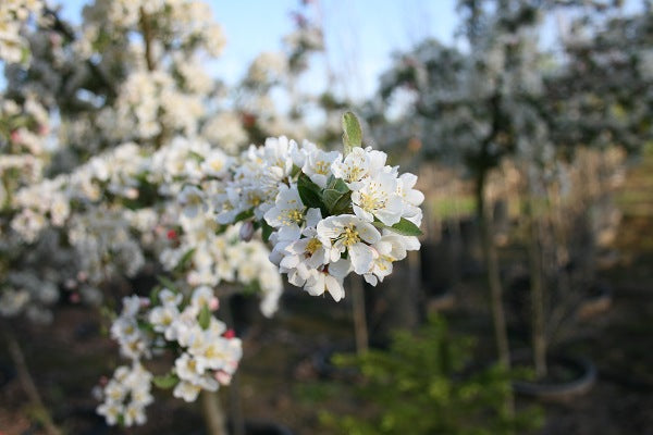 Sargent Tina Flowering Crabapple sproutfree™