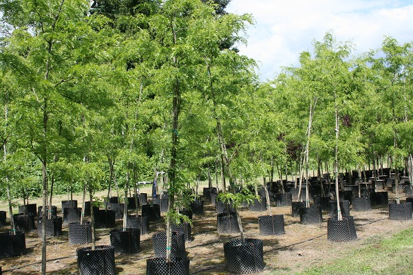 Skyline® Thornless Honeylocust