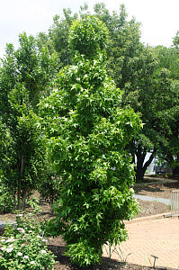 Slender Silhouette Sweetgum