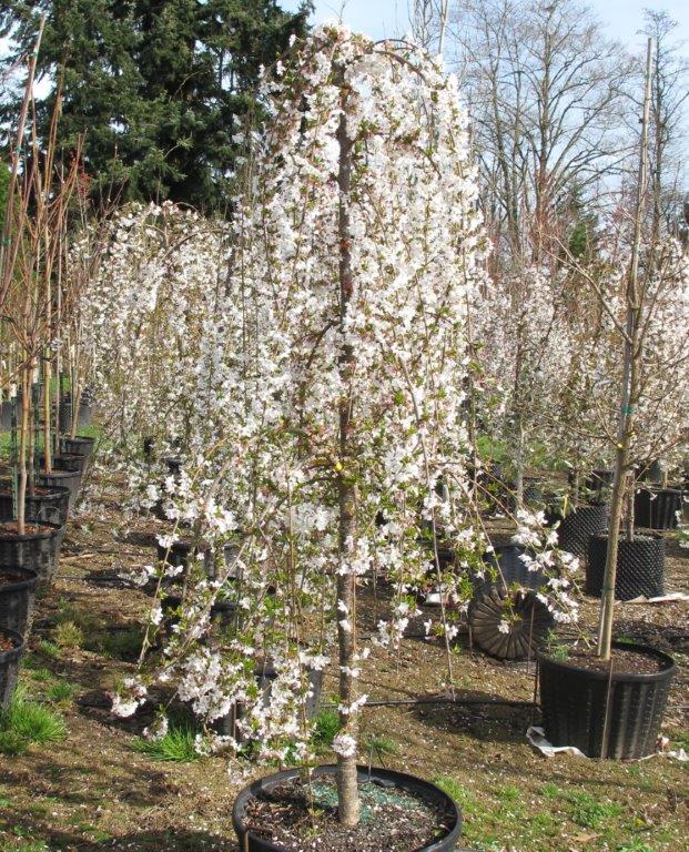 Snow Fountains® Weeping Cherry