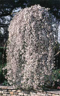 Snow Fountains® Weeping Cherry