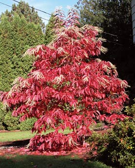 Sourwood Tree