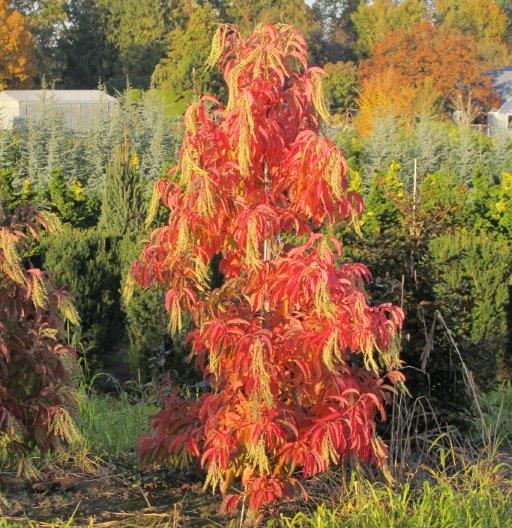 Sourwood Tree