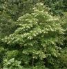 Sourwood Tree