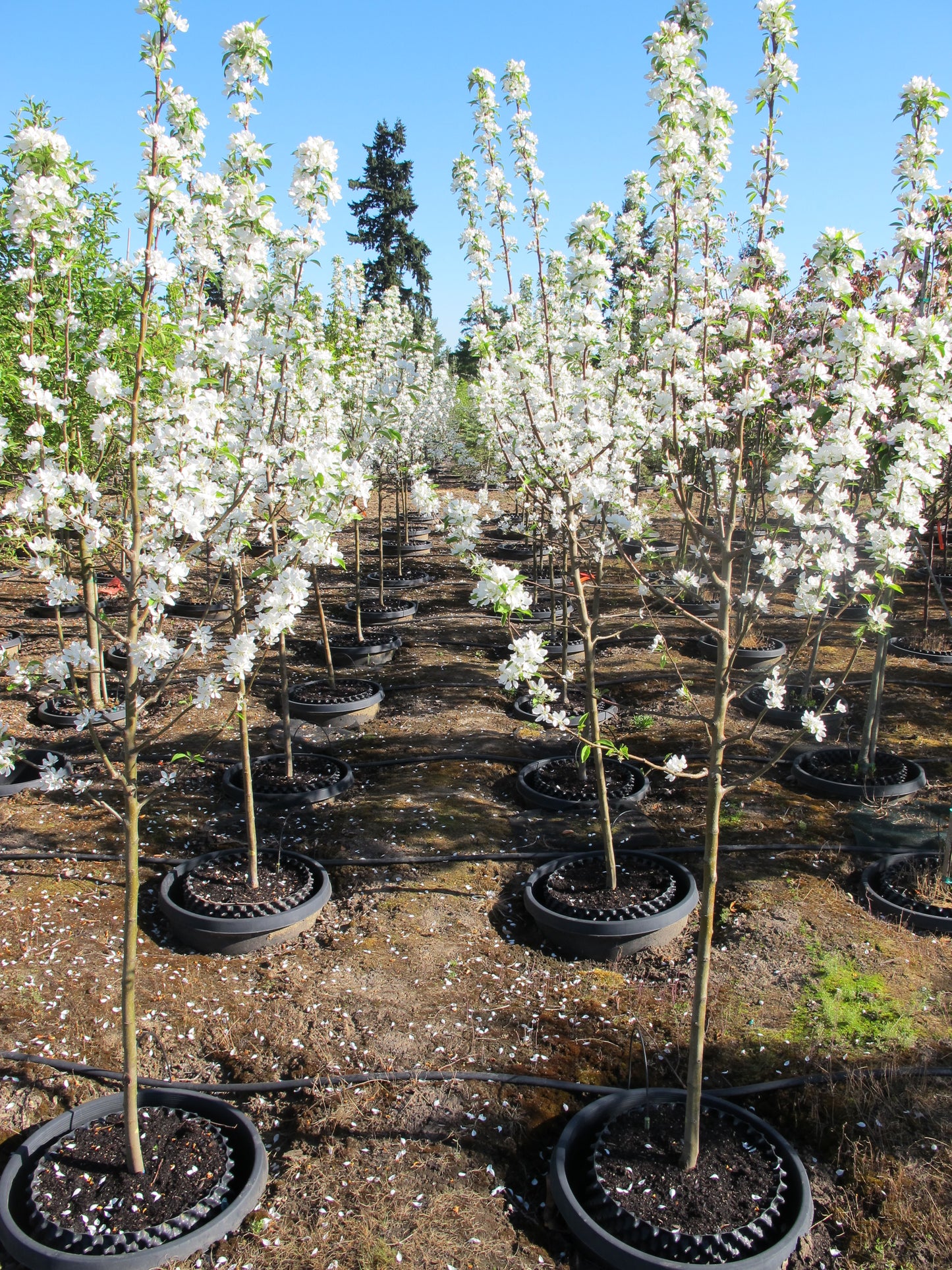 Spring Snow Fruitless Flowering Crabapple- sproutfree™