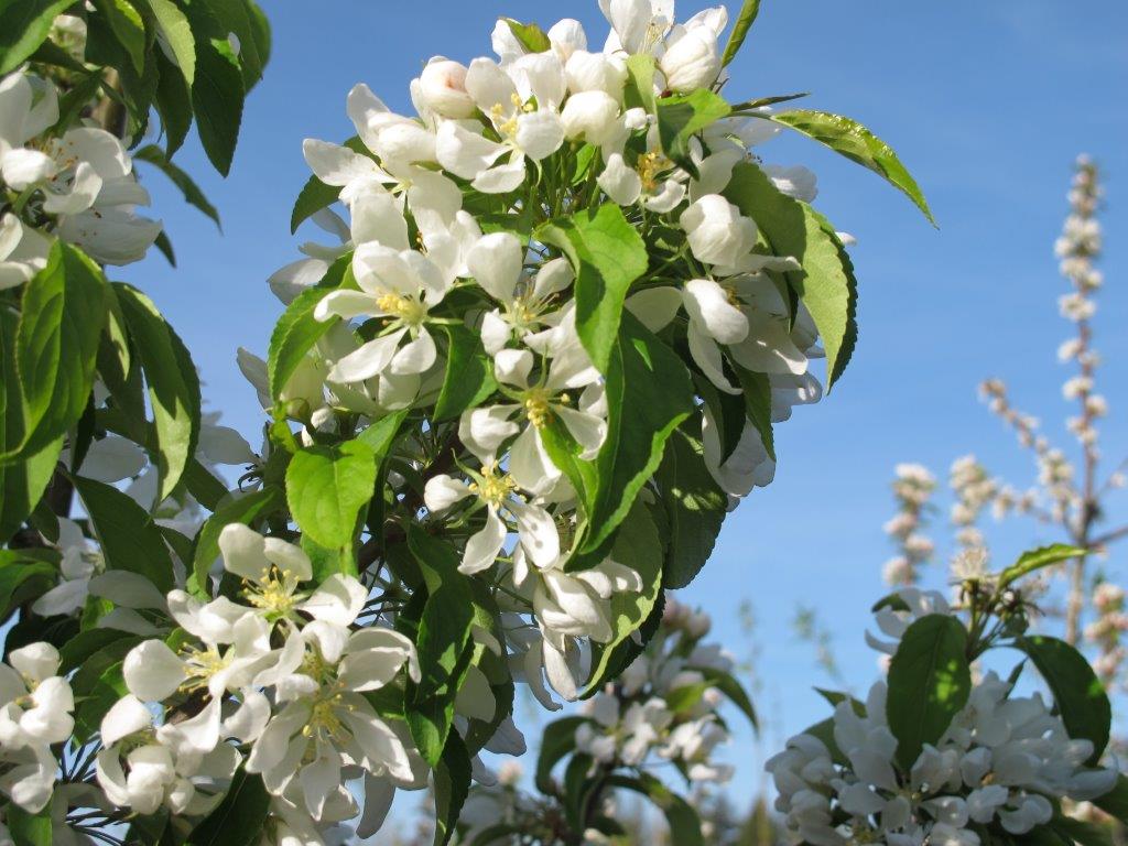 Spring Snow Fruitless Flowering Crabapple- sproutfree™