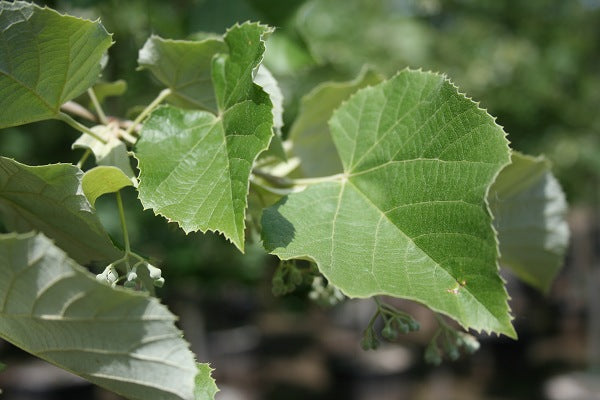 Sterling Silver Linden