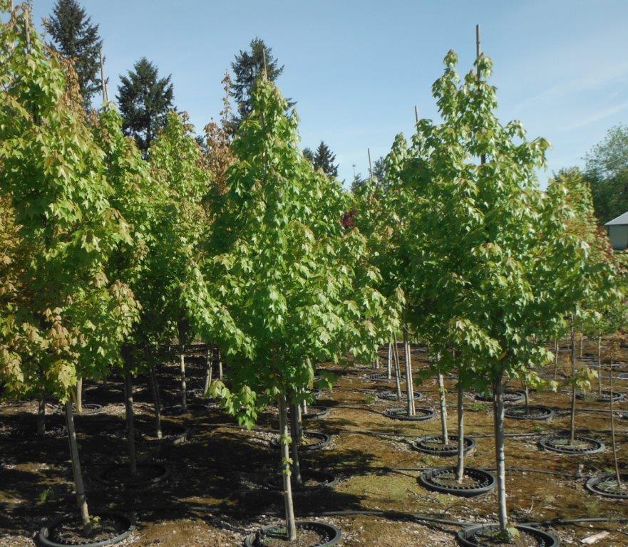 Sun Valley Red Maple