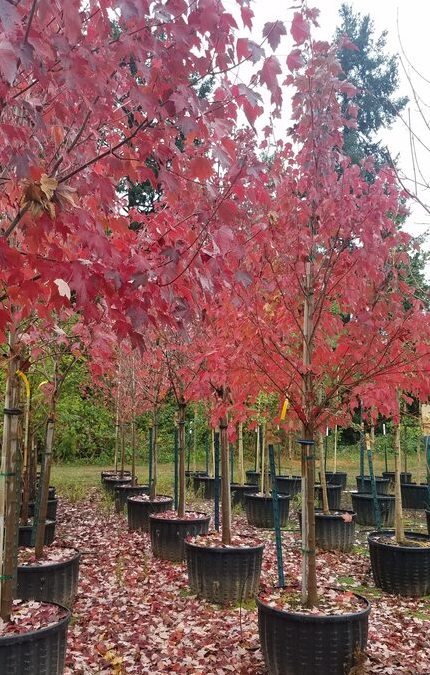 Sun Valley Red Maple