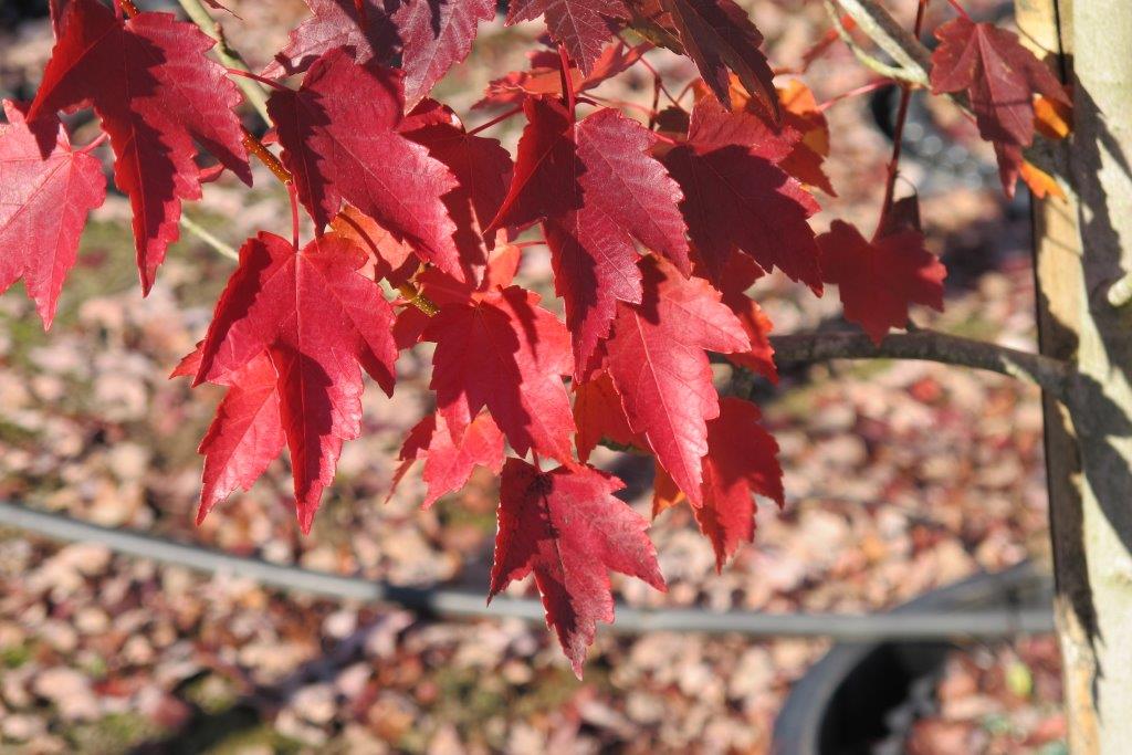 Sun Valley Red Maple