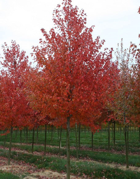 Sun Valley Red Maple