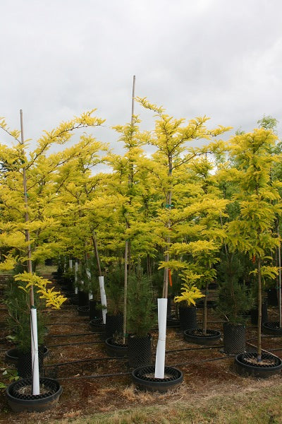 Sunburst® Honeylocust