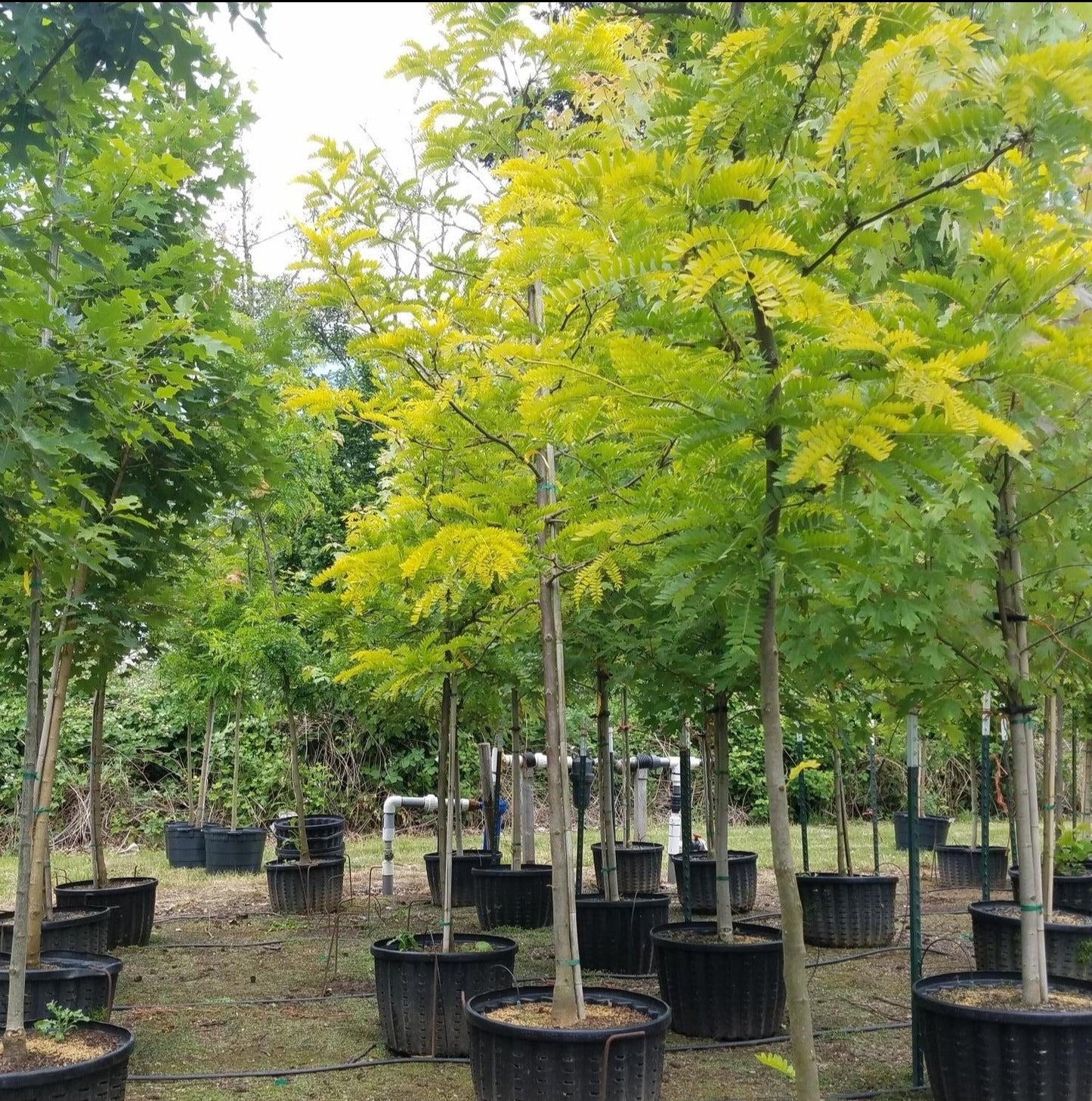 Sunburst® Honeylocust