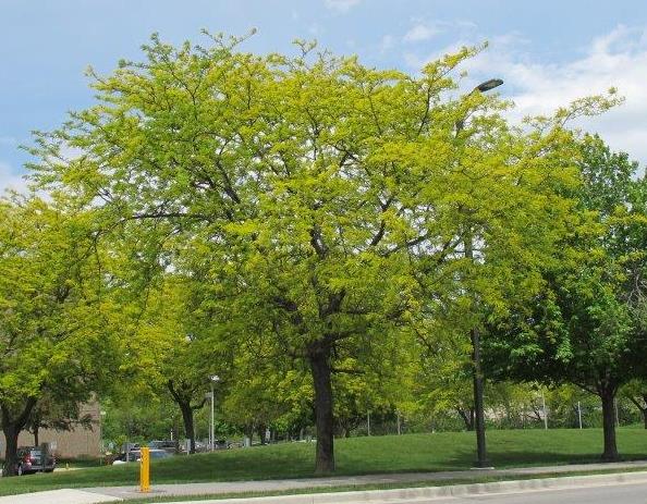 Sunburst® Honeylocust