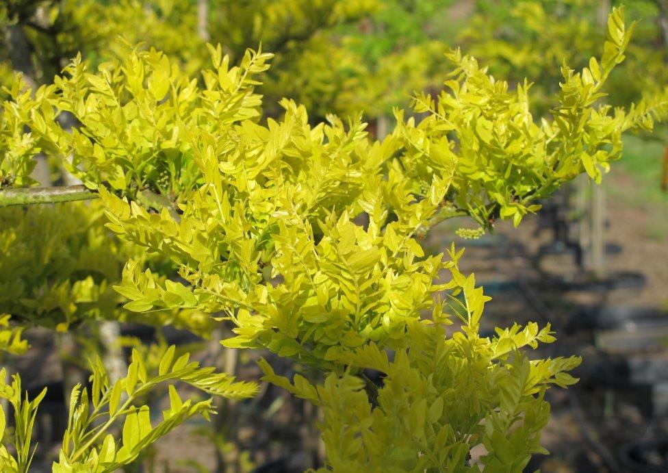 Sunburst® Honeylocust