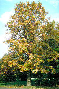 Swamp White Oak