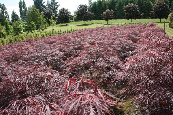 Tamukeyama Japanese Maple