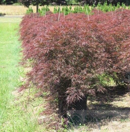 Tamukeyama Japanese Maple