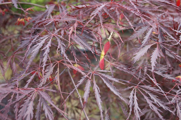 Tamukeyama Japanese Maple