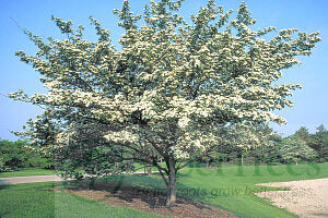 Thornless Cockspur Hawthorn