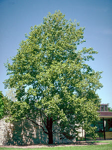 Tulip Tree