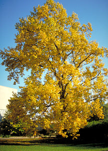 Tulip Tree