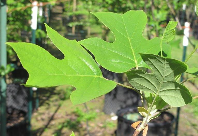 Tulip Tree