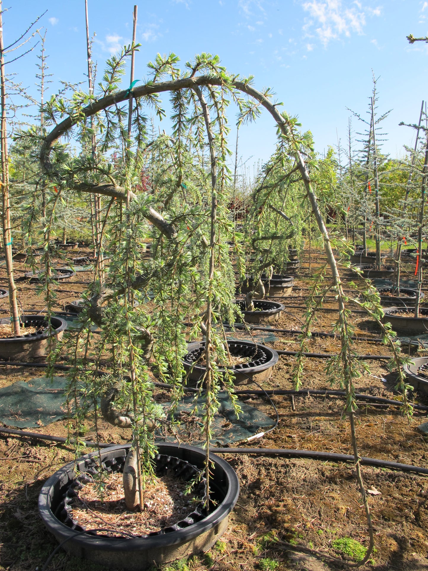 Weeping Blue Atlas Cedar