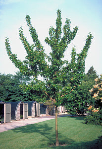 White Shield Osage Orange