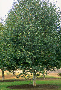 Whitebarked Himalayan Birch