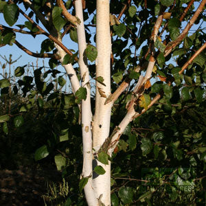 Whitebarked Himalayan Birch