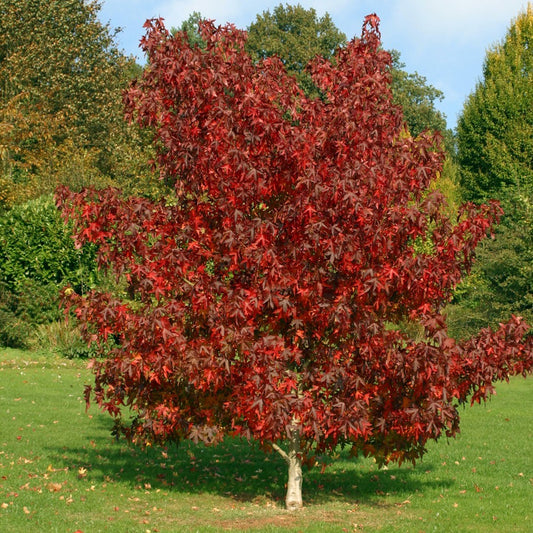 Worplesdon Sweetgum