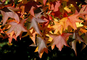 Worplesdon Sweetgum