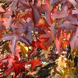 Worplesdon Sweetgum