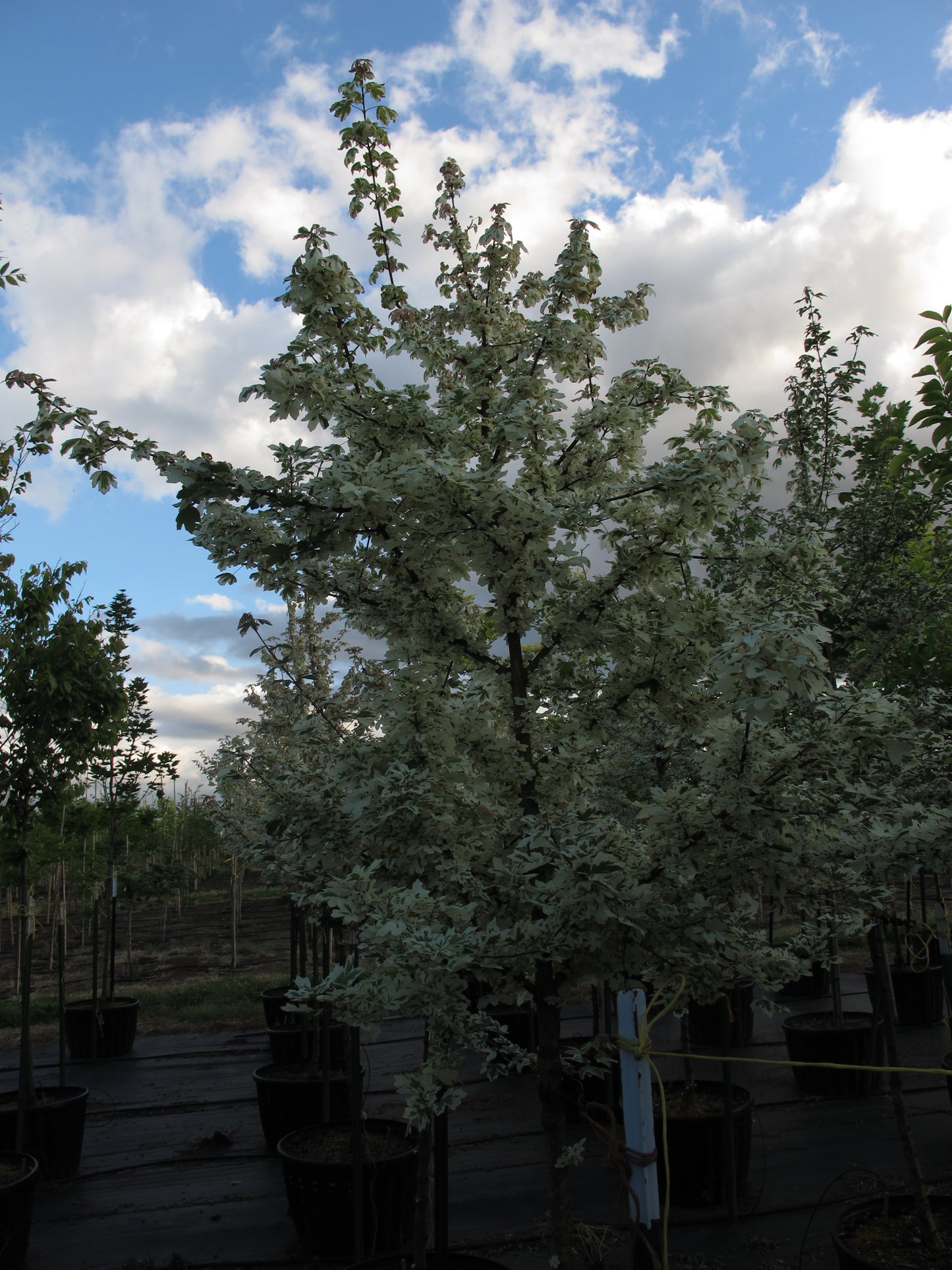 Carnival Hedge Maple