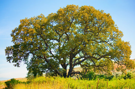 Oregon White Oak